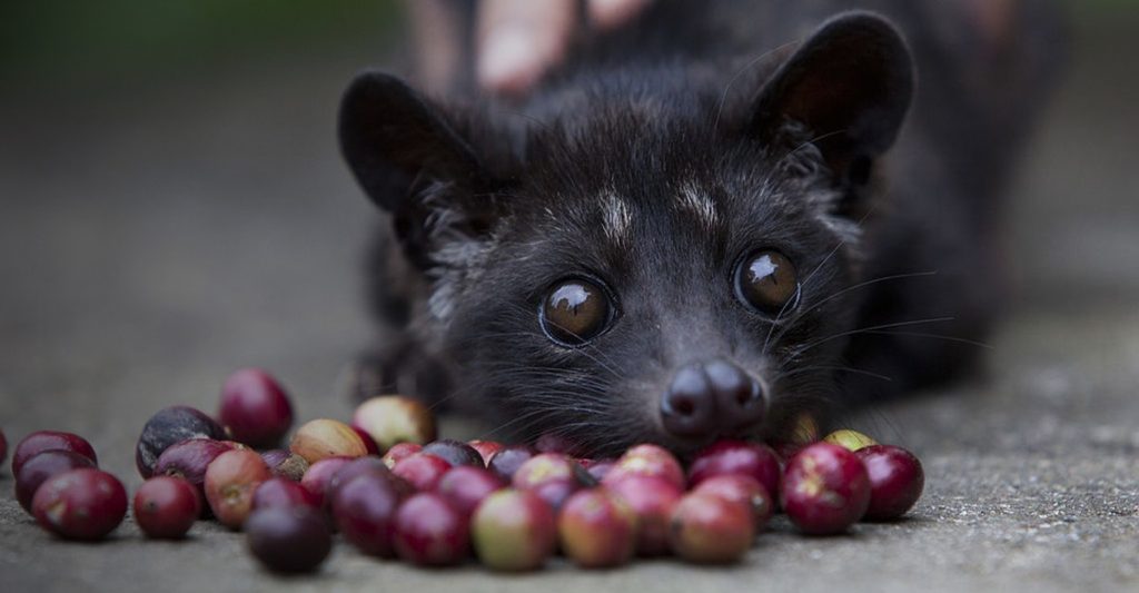 Luwak Civets