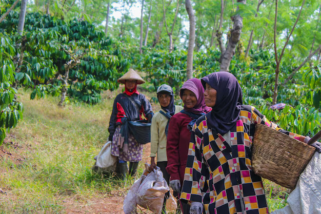 Coffee Luwak Farmer