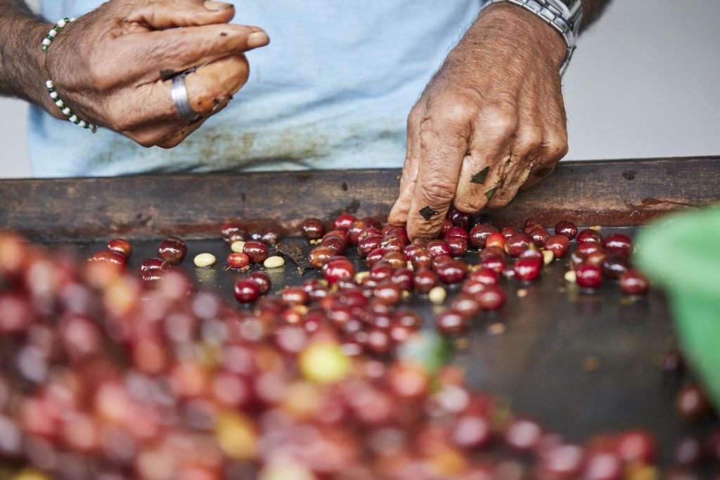 Luwak Coffee Selection