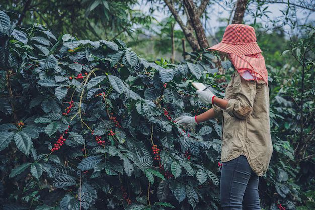 Luwak Coffee Farm